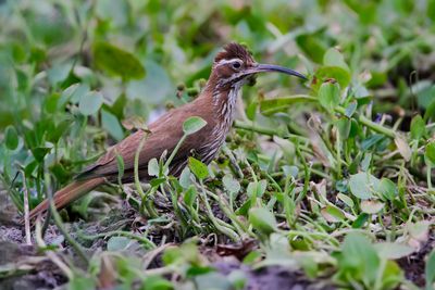SCIMITAR-BILLED WOODCREEPER - Drymornis bridgesii - SABELMUISSPECHT - GRIMPAR PORTE-SABRE