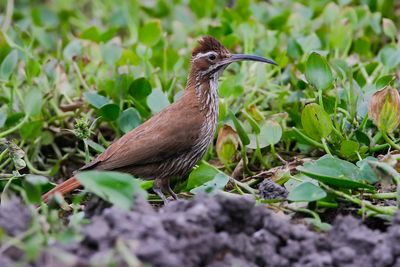 SCIMITAR-BILLED WOODCREEPER - Drymornis bridgesii - SABELMUISSPECHT - GRIMPAR PORTE-SABRE