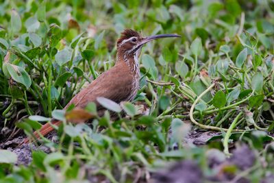 SCIMITAR-BILLED WOODCREEPER - Drymornis bridgesii - SABELMUISSPECHT - GRIMPAR PORTE-SABRE