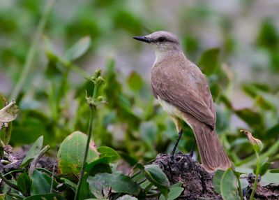 CATTLE TYRANT - Machetornis rixosa - VEETIRAN - TIRAN QUERELLEUR