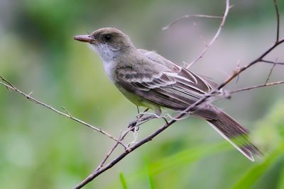 SWAINSON'S FLYCATCHER - Myiarchus swainsoni - SWAINSONS TIRAN - TYRAN D ESWAINSON