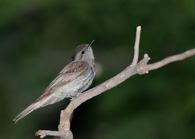 CROWNED SLATY FLYCATCEHR - Empidonomus aurantioatrocristatus - URUGAY TIRAN -  TYRAN ORIFLAMME