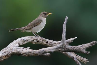 CREAMY-BELLIED THRUSH - Turdus amaurochalinus - CRÈMEBUIKLIJSTER - MERLE À VENTRE CLAIR