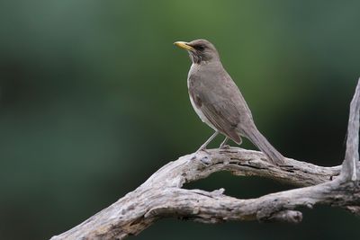 CREAMY-BELLIED THRUSH - Turdus amaurochalinus - CRÈMEBUIKLIJSTER - MERLE À VENTRE CLAIR