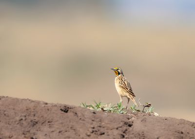 ABYSSINIAN LONGCLAW - Macronyx flavicollis - GEELHALSLANGKLAUW - SENTINELLE D'ABYSSINIE