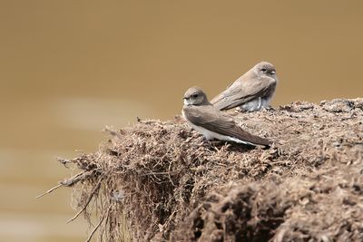 PLAIN MARTIN - Riparia paludicola - VALE OEVERZWALUW - HIRONDELLE PALLUDICOLE