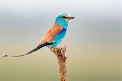 ABYSSINIAN ROLLER - Coracias abyssinicus - SAHELSCHARRELAAR - ROLLIER D'ABYSSINIE
