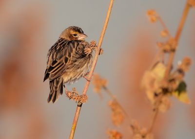 WHITE-WINGED WIDOWBIRD - Euplectes albonotatus - SPIEGELWIDAVINK - EUPLECTE À ÉPAULES BLANCHES -