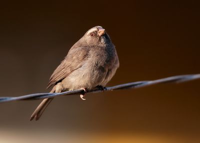 ETIOPIA BIRDING TRIP DECEMBER 2010 