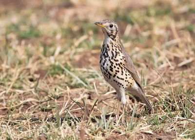 GROUNDSCRAPER THRUSH - Turdus litsitsirupa - ACACIALIJSTER - GRIVE LITSITSIRUPA -