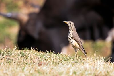 GROUNDSCRAPER THRUSH - Turdus litsitsirupa - ACACIALIJSTER - GRIVE LITSITSIRUPA -