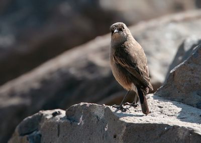 MOORLAND CHAT - Pinarochroa sordida - TANZANIASPEKVRETER - TRAQUET AFROALPIN -