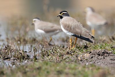 SPOT-BREASTED LAPWING - Vanellus melanocephalus - ETHIOPISCHE KIEVIT - VANEAU D'ABYSSINIE -