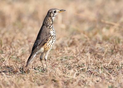 GROUNDSCRAPER THRUSH - Turdus litsitsirupa - ACACIALIJSTER - GRIVE LITSITSIRUPA -