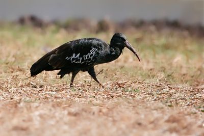 WATTLED IBIS - Bostrychia carunculata - LELIBIS - IBIS CARONCULÉ -