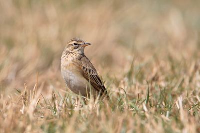 LONG-BILLED PIPIT - Anthus similis- LANGSNAVELPIEPER - PIPIT À LONG BEC -