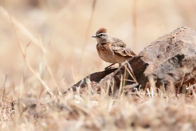 BLANDFORD'S LARK - Calandrella blanfordi - BLANFORDS LEEUWERIK - ALOUETTE DE BLANFORD -