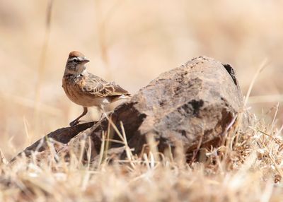 BLANDFORD'S LARK - Calandrella blanfordi - BLANFORDS LEEUWERIK - ALOUETTE DE BLANFORD -