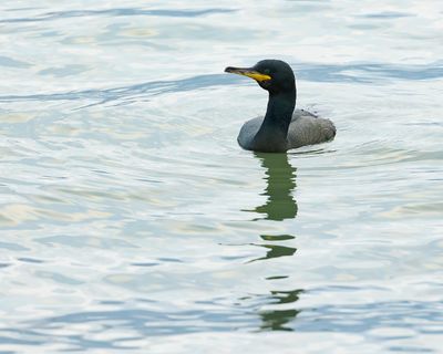 KUIFAALSCHOLVER - Gulosus aristotelis - EUROPEAN SHAG - CORMORAN HUPPÉ