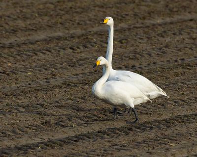 WILDE ZWAAN - Cygnus cygnus - WHOOPER SWAN - CYGNE CHANTEUR
