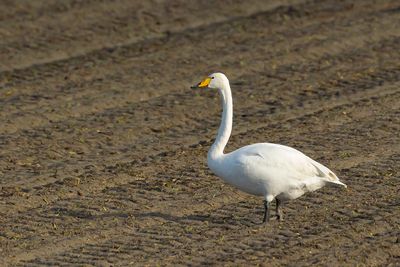 WILDE ZWAAN - Cygnus cygnus - WHOOPER SWAN - CYGNE CHANTEUR