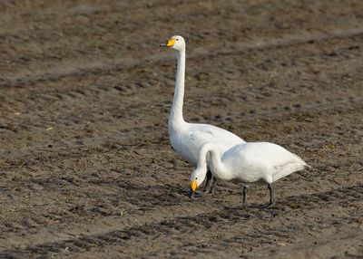 WILDE ZWAAN - Cygnus cygnus - WHOOPER SWAN - CYGNE CHANTEUR