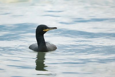 KUIFAALSCHOLVER - Gulosus aristotelis - EUROPEAN SHAG - CORMORAN HUPPÉ