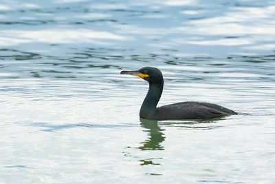 KUIFAALSCHOLVER - Gulosus aristotelis - EUROPEAN SHAG - CORMORAN HUPPÉ