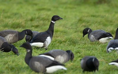 ZWARTE ROTGANS - Branta bernicla nigricans - BLACK BRANT - BERNACHE DU PACIFIQUE