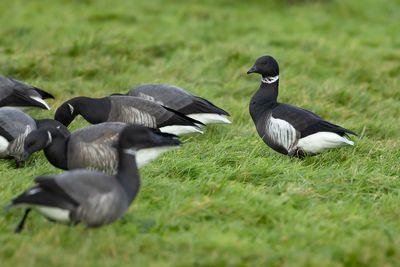 ZWARTE ROTGANS - Branta bernicla nigricans - BLACK BRANT - BERNACHE DU PACIFIQUE
