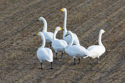 WILDE ZWAAN - Cygnus cygnus - WHOOPER SWAN - CYGNE CHANTEUR