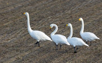 WILDE ZWAAN - Cygnus cygnus - WHOOPER SWAN - CYGNE CHANTEUR