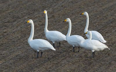 WILDE ZWAAN - Cygnus cygnus - WHOOPER SWAN - CYGNE CHANTEUR