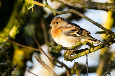 KEEP- Fringilla montifringilla -BRAMBLING - PINSON DU NORD