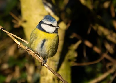 PIMPELMEES - Cyanistes caeruleus - EURASIAN BLUE TIT - MÉSANGE BLEU
