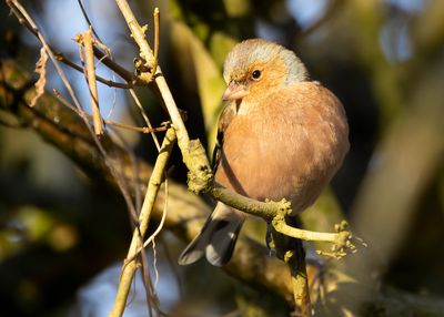 VINK- Fringilla coelebs - EURASIAN CHAFFINCH - PINSON DES ARBRES