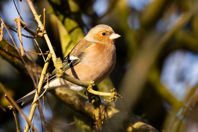 VINK- Fringilla coelebs - EURASIAN CHAFFINCH - PINSON DES ARBRES