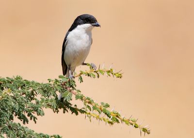 COMMON FISCAL - Lanius collaris - ZUIDELIJKE GEKRAAGDE KLAUWIER - PIE-GRIÈCHE FISCALE