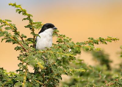 COMMON FISCAL - Lanius collaris - ZUIDELIJKE GEKRAAGDE KLAUWIER - PIE-GRIÈCHE FISCALE