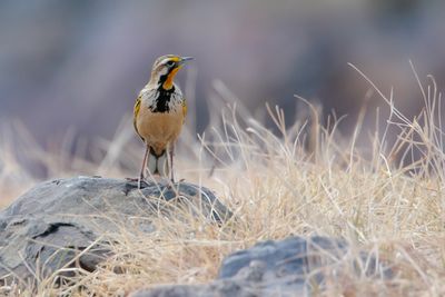 ABYSSINIAN LONGCLAW - Macronyx flavicollis - GEELHALSLANGKLAUW - SENTINELLE D'ABYSSINIE