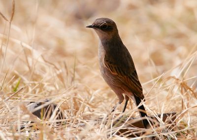 MOORLAND CHAT - Pinarochroa sordida - TANZANIASPEKVRETER - TRAQUET AFROALPIN -