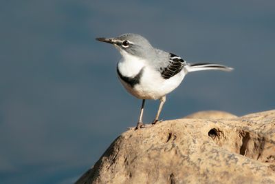 MOUNTAIN WAGTAIL - Motacilla clara - BERGKWIKSTAART - BERGERONETTE À LONGUE QUEUE