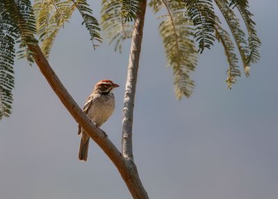 CHESTNUT-CROWNED SPARROW-WEAVER - Plocepasser superciliosus - ROESTWANGWEVER - MAHALI À CALOTTE MARRON.jpg