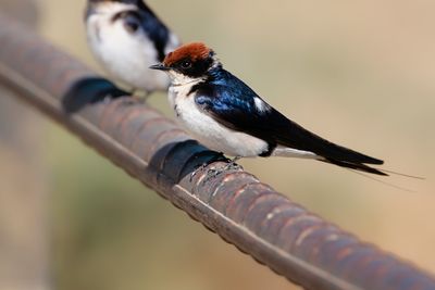 WIRE-TAILED SWALLOW - Hirundo smithii - ROODKRUINZWALUW - HIRONDELLE À LONG BRINS