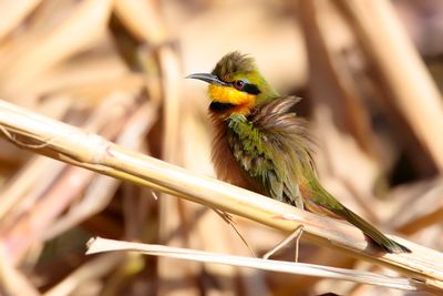 LITTLE BEE-EATER - Merops pusillus - DWERGBIJENETER - GUÊPIER NAIN