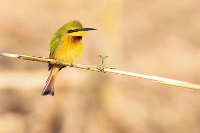 LITTLE BEE-EATER - Merops pusillus - DWERGBIJENETER - GUÊPIER NAIN