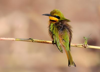 LITTLE BEE-EATER - Merops pusillus - DWERGBIJENETER - GUÊPIER NAIN