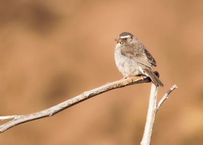 BROWN-RUMPED SEEDEATER - Crithagra tristriata - RÜPPELL'S KANARIE - SERIN À TROIS RAIES