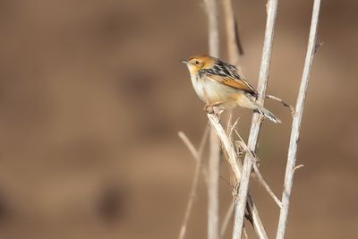 ETHIOPIAN CISTICOLA - Cisticola lugubris - ETHIOPISCHE GRASZANGER - CISTICOLE D'ÉTHIOPIE