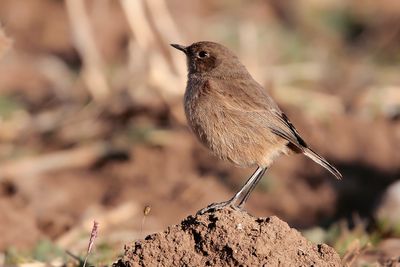 MOORLAND CHAT - Pinarochroa sordida - TANZANIASPEKVRETER - TRAQUET AFROALPIN